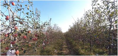 An improved YOLOv5s model for assessing apple graspability in automated harvesting scene